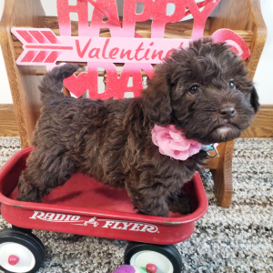 Labradoodle Puppy Roxii