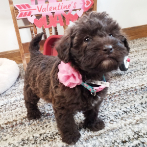Labradoodle Puppy Roxii