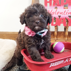 Labradoodle Puppy Roxii