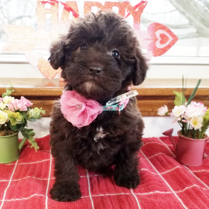 Labradoodle Puppy Roxii