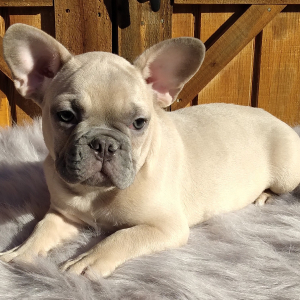 French Bulldog Puppy Sarge
