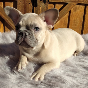 French Bulldog Puppy Sarge