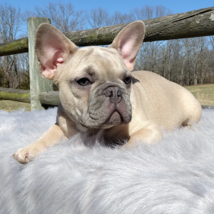French Bulldog Puppy Sarge
