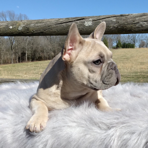 French Bulldog Puppy Sarge