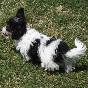 Yorkiepoo Puppy Marti