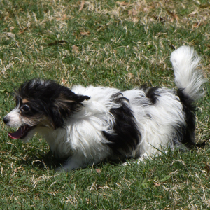 Yorkiepoo Puppy Marti