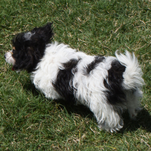 Yorkiepoo Puppy Marti