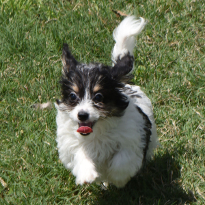 Yorkiepoo Puppy Marti
