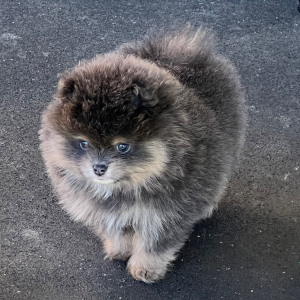 Pomeranian Puppy Uno