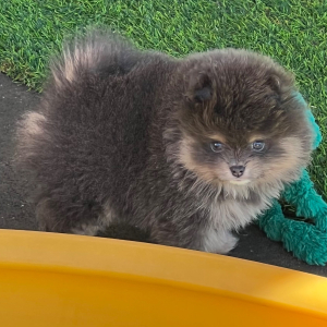 Pomeranian Puppy Uno