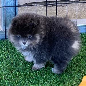 Pomeranian Puppy Uno