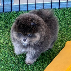 Pomeranian Puppy Uno