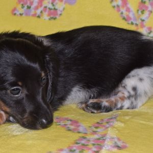 Dachshund Puppy Truman