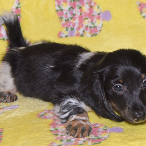 Dachshund Puppy Truman
