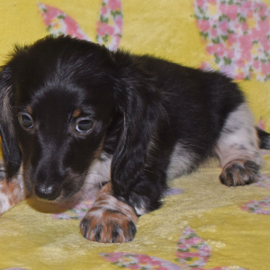 Dachshund Puppy Truman