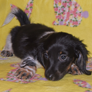 Dachshund Puppy Truman