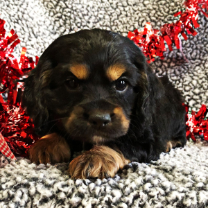 Cocker Spaniel Puppy Brownie