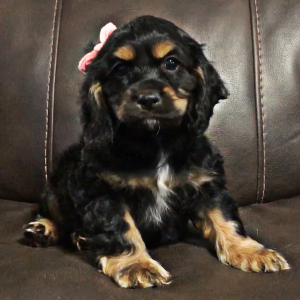 Cocker Spaniel Puppy Brownie