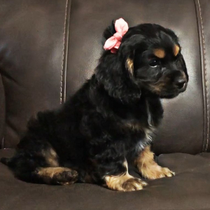 Cocker Spaniel Puppy Brownie