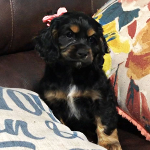 Cocker Spaniel Puppy Brownie