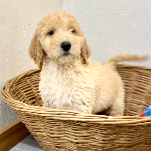 Goldendoodle Puppy Payne