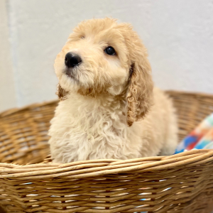 Goldendoodle Puppy Payne
