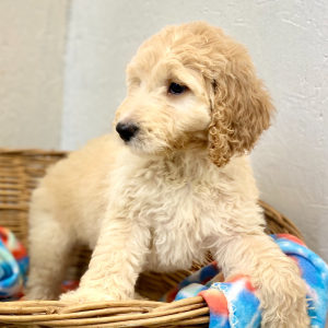 Goldendoodle Puppy Payne