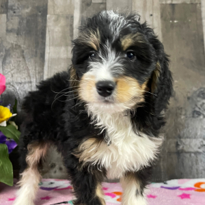 Bernedoodle Puppy Baker