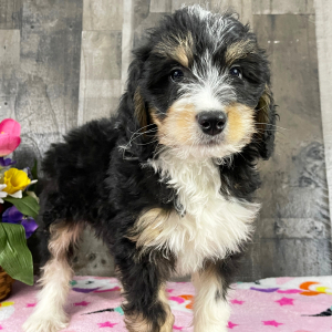 Bernedoodle Puppy Baker