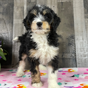 Bernedoodle Puppy Baker