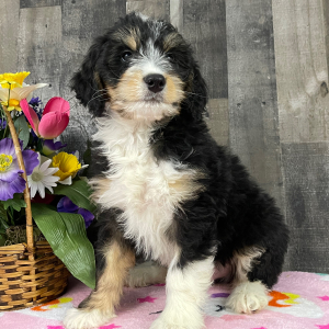 Bernedoodle Puppy Baker