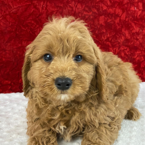 Goldendoodle Puppy Vic