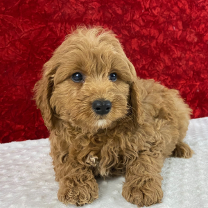 Goldendoodle Puppy Vic