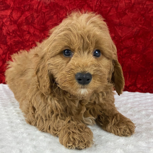 Goldendoodle Puppy Vic