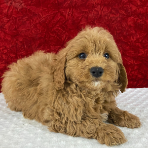 Goldendoodle Puppy Vic