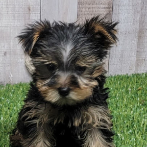 Yorkshire Terrier Puppy Ulysses