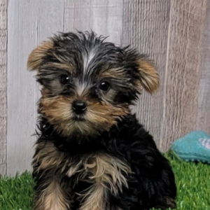 Yorkshire Terrier Puppy Ulysses