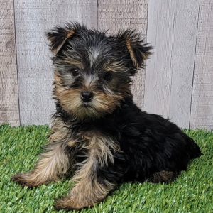 Yorkshire Terrier Puppy Ulysses