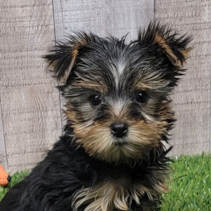 Yorkshire Terrier Puppy Ulysses