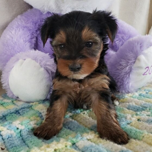 Yorkshire Terrier Puppy Reta