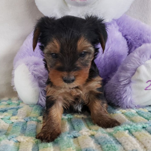 Yorkshire Terrier Puppy Reta