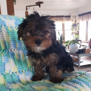 Yorkshire Terrier Puppy Reta