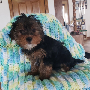 Yorkshire Terrier Puppy Reta