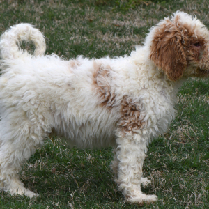 Goldendoodle Puppy Shotzy