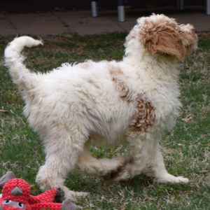 Goldendoodle Puppy Shotzy
