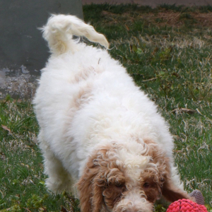 Goldendoodle Puppy Shotzy