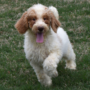 Goldendoodle Puppy Shotzy