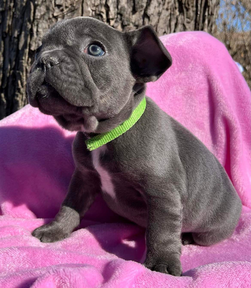 Layla A Blue Female French Bulldog Puppy 7000 Puppyspot