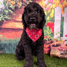 Cockapoo Puppy Milo