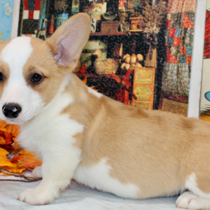 American Corgi Puppy Rex